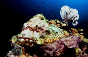 "Scuba Diving Laem Fa Reef"