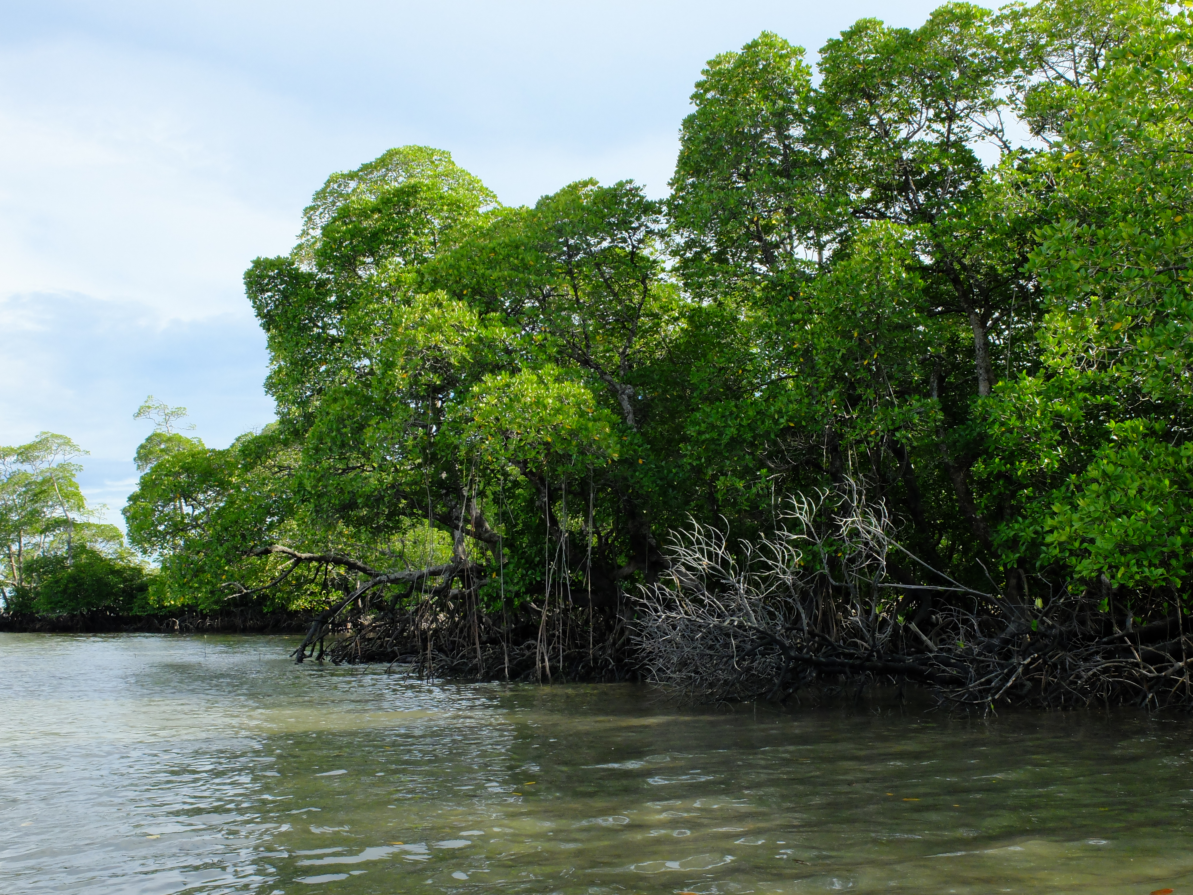 Mangrove Forest Asia