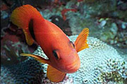 "Scuba Diving Kra Ben Reef"