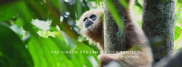 Gibbon Rehabilitation Center at Khao Phra Thaeo National Park in Phuket
