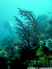 Scuba diving at Langkoi Rock