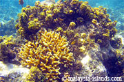 Beautyful corals at Lobster Wall in Mabul Malaysia