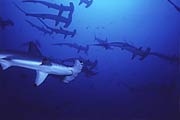 Hammerhead Sharks araound Gorgonia Forest - Layang Layang