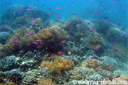 Dive site Coral Garden